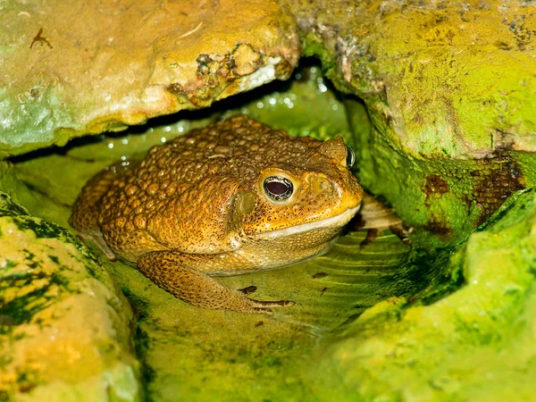 Žába do vody — Stock fotografie