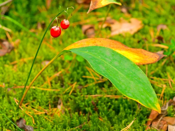 Red berries — Stock Photo, Image
