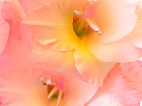 Roze gladiolen — Stockfoto