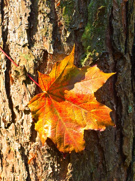 樹皮に赤いカエデの葉 — ストック写真