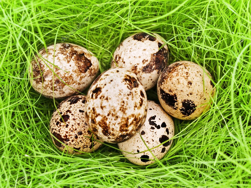 Quail eggs Stock Photo by ©S_Razvodovskij 2675417