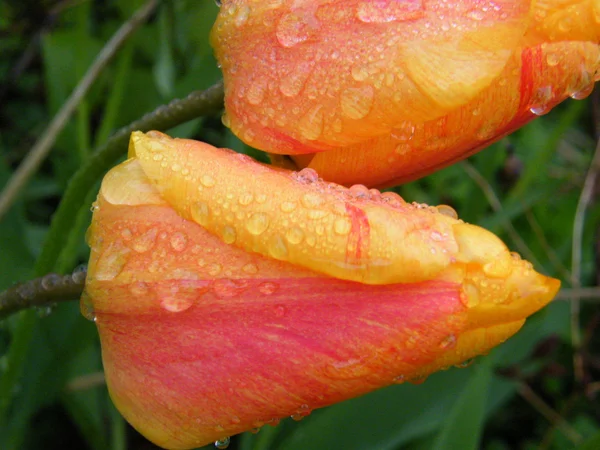 stock image Water Tulip