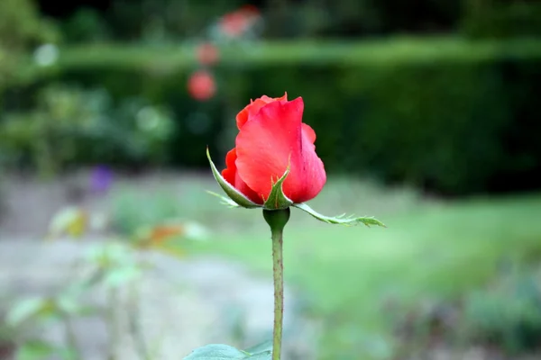 Bella rosa rossa Immagine Stock