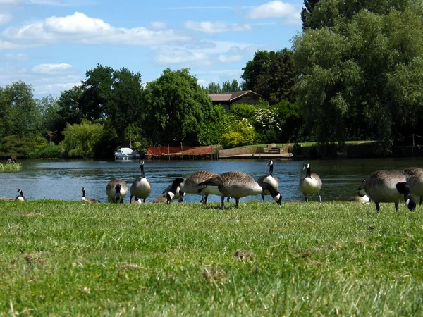 Geese by the River
