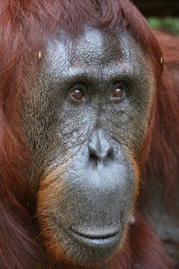 orangutan