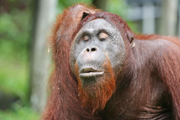 红毛猩猩、 婆罗洲 — 图库照片
