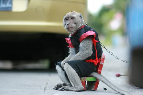 猿をリラックスします。 — ストック写真