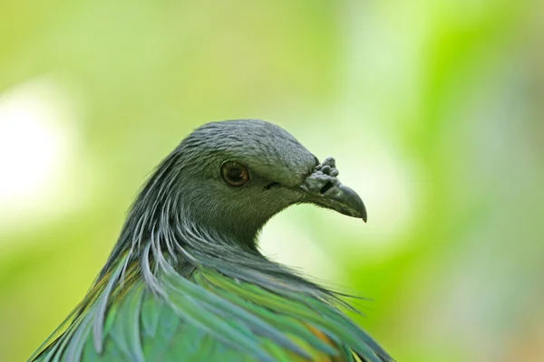 Oiseau avec fond vert — Photo
