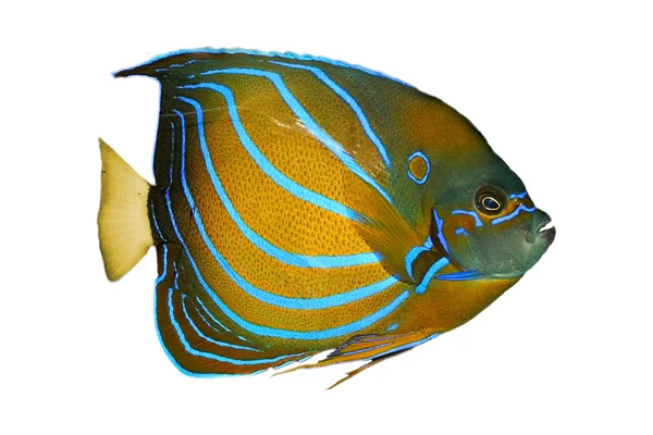 Акваріумні риби Стокова Картинка