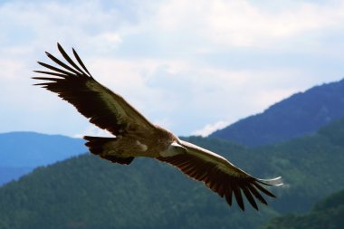 Griffin