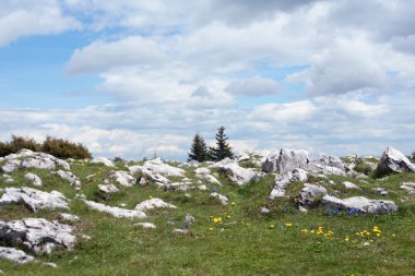 Alp Manzarası