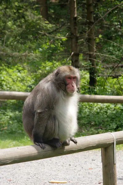 Mosolygó japán majom — Stock Fotó