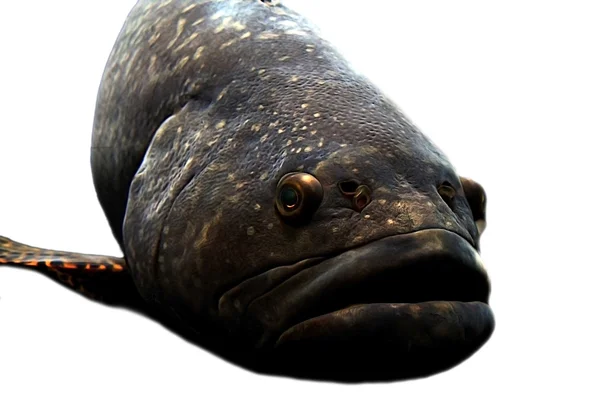 Duże usta ryby — Zdjęcie stockowe