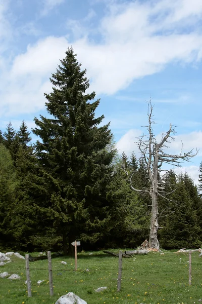 stock image Dead and alive trees