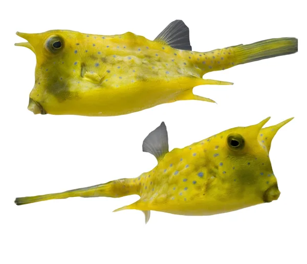 YellowTropical fishes — Stock Photo, Image