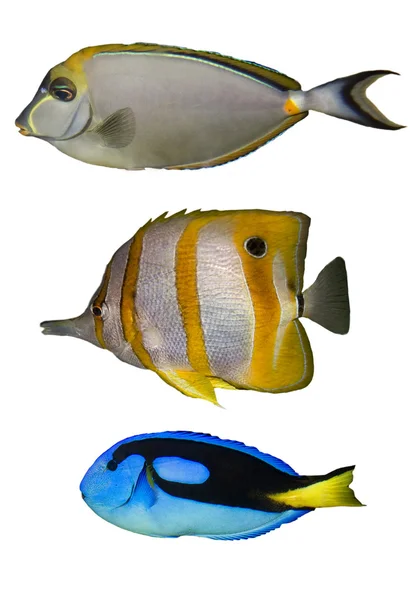 Três peixes tropicais — Fotografia de Stock