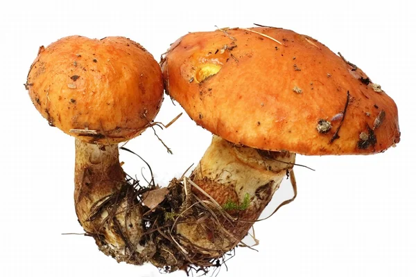 Mushroom Boletus luteus — Stock Photo, Image