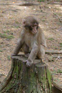 Japanese monkey clipart
