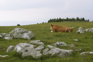 Alp Manzarası