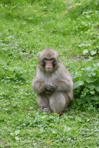 Macaco japonês — Fotografia de Stock