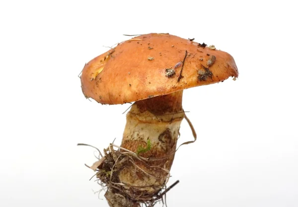 Mushroom Boletus luteus — Stock Photo, Image
