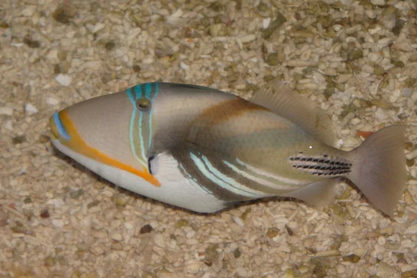 Ikan Tropis — Stok Foto