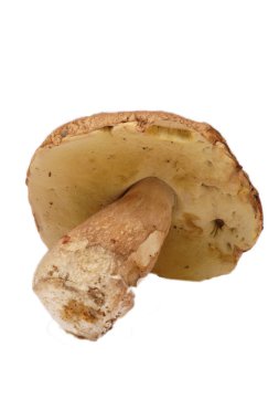 Boletus edulis mushroom clipart