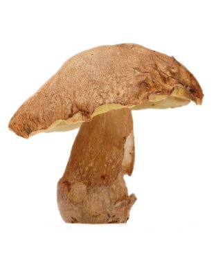 Boletus mantarı mantar