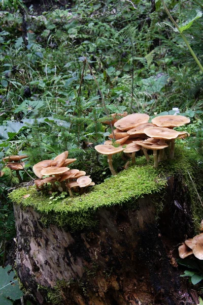 stock image Mushrooms