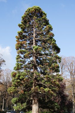 Paris parkı