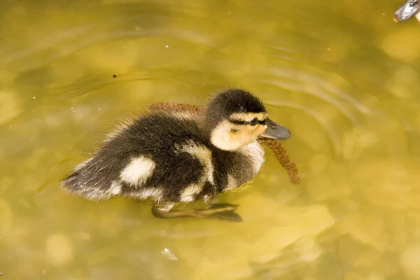 Young duck — Stock Photo, Image
