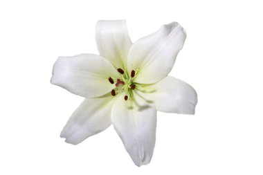 White orchid clipart