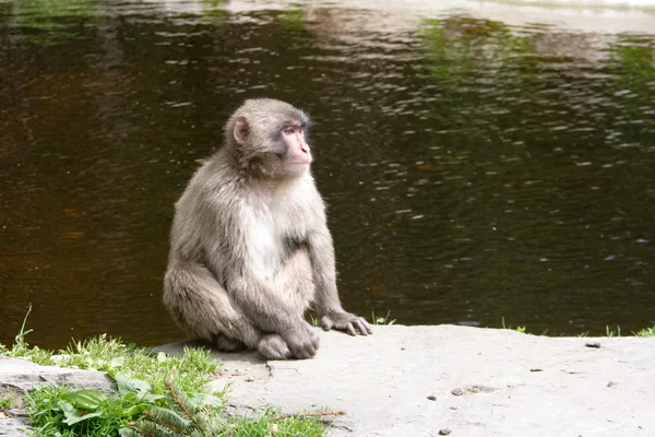Japonská opice — Stock fotografie