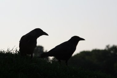 Raven silhouettes clipart