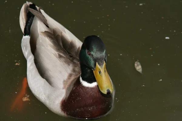 Duck on a lake — Stock Photo, Image