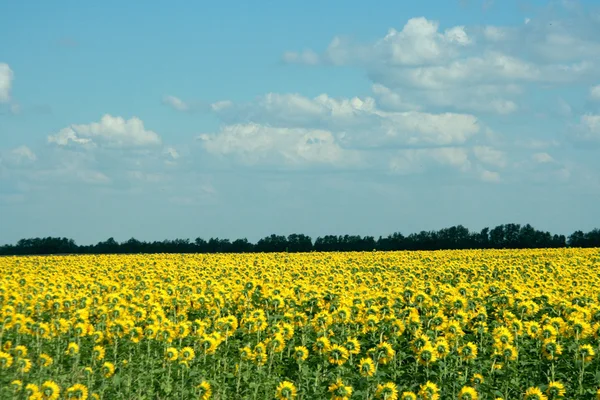 Stock image Sunflower field