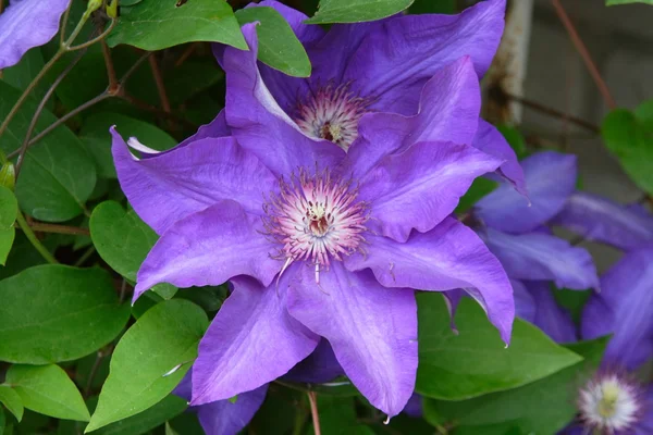Violet bunga — Stok Foto