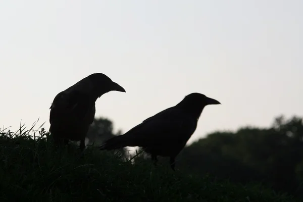 Raven silhouettes — Stock Photo, Image