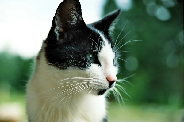 농장 고양이 — 스톡 사진