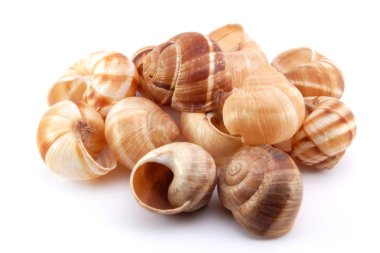 Snail shells clipart
