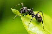 Macro fo a black ants face