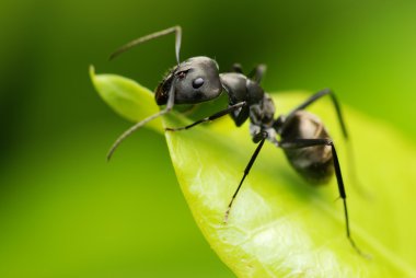 Macro fo a black ant's face clipart