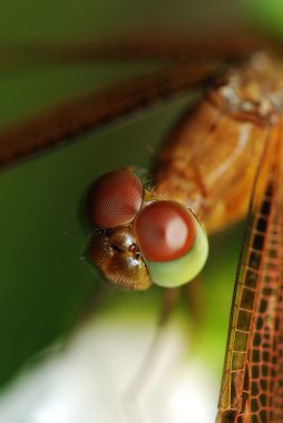 Macro of a dragonfly clipart