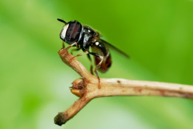 Hoverfly