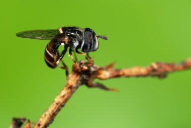 Hoverfly