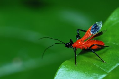 Black and red assassin bug clipart
