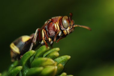 Macro of a wasp clipart