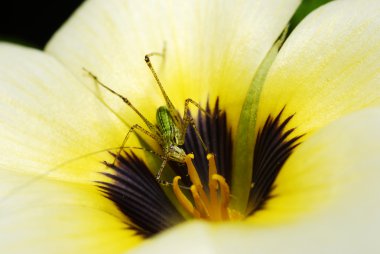 Katydid