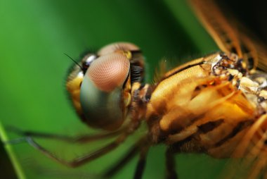 Macro of a dragonfly clipart