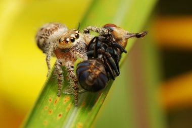 Jumping spider feeding on fly clipart